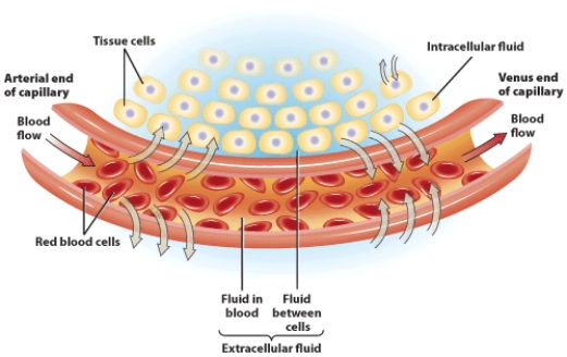 Explain the roles of blood pressure and osmosis in the regulation of water distribution.  <div style=padding-top: 35px> 
