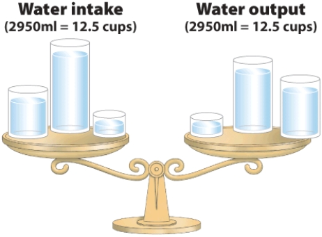 Identify the sources of water intake and water output.  <div style=padding-top: 35px> 