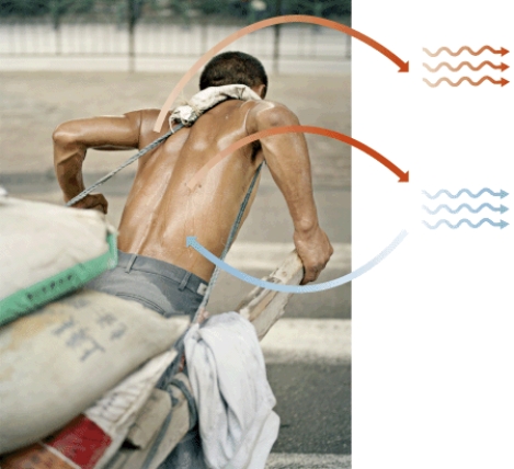 Explain how water functions in the regulation of body temperature.  <div style=padding-top: 35px> 