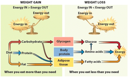 <strong>Based on the information depicted in the visual, which of the following statements is FALSE? </strong> A) When you consume too many grams of carbohydrate, the excess can be stored as fat. B) Fat is stored in adipose tissue. C) Amino acids can be used for energy. D) Excess protein in the diet will build larger muscles.