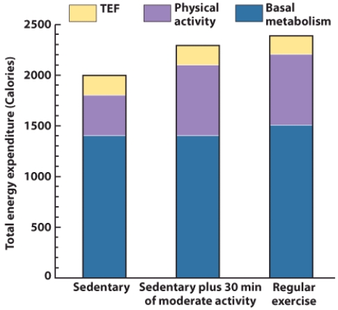 <strong>Based on the information depicted in this visual, which of the following statements is FALSE? </strong> A) One's total energy expenditure does not include the calories expended to digest the food. B) Participating in exercise on a regular basis will increase your BMR. C) Someone who engages in physical activity will expend more calories than someone who doesn't exercise. D) All of these statements are true.
