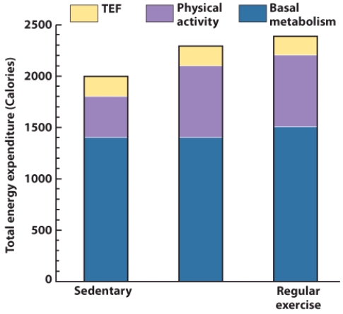 In reviewing this graph, you see that BMR is higher for someone who participates in regular exercise as compared to someone who is sedentary. Explain why this is the case.