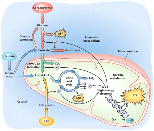 <strong>Based on this visual, which of the following statements about metabolism is FALSE? </strong> A) ATP is produced in the cells by anaerobic metabolism when no oxygen is available. B) Anaerobic metabolism utilizes all sources of fuel. C) Fatty acids can be converted to acetyl-CoA for ATP production. D) The majority of ATP is produced by aerobic metabolism.