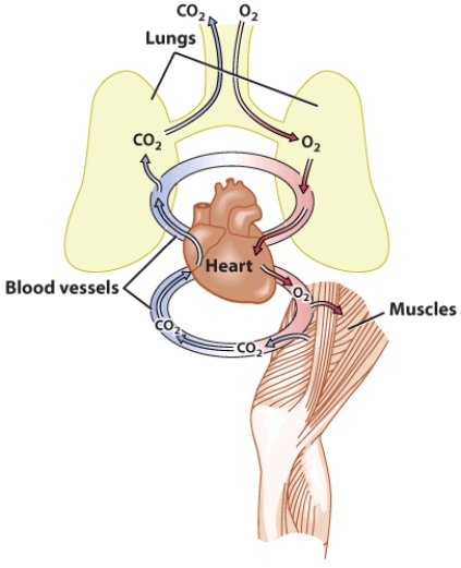 Explain how the circulatory and respiratory systems work together to get oxygen to the muscles.