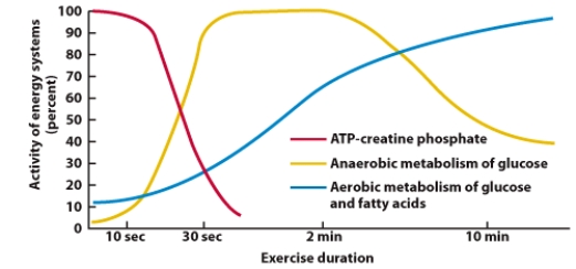 <strong>Based on the information depicted in this visual, which of the following statements is FALSE? </strong> A) During the first few seconds of exercise, the muscles get energy from stored ATP. B) After about 10 minutes, most of the ATP used to fuel exercise is produced by anaerobic metabolism. C) In about 2 minutes, anaerobic metabolism of glucose becomes the predominant source of ATP. D) Very early in exercise, creatine phosphate is broken down to produce ATP.