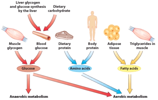 <strong>Based on the information in this visual, where can your muscles get glucose to fuel activity? </strong> A) Dietary carbohydrates B) Liver glycogen C) Muscle glycogen D) All of these are sources of glucose.
