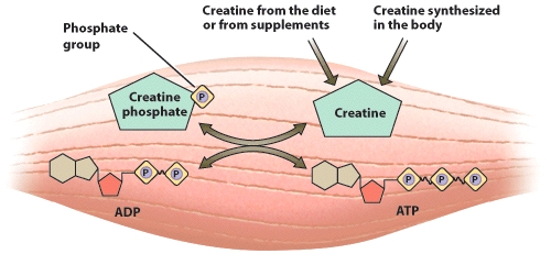 How does creatine supplementation improve exercise performance? In your response, explain what substance creatine is used to make in the body, in what body tissue it is primarily found, the types of athletes who would benefit from supplementation, and how it improves exercise performance, particularly its effect on body composition and training intensity.