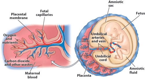 Based on this visual, explain how the umbilical cord functions as the fetus' lifeline from the mom.