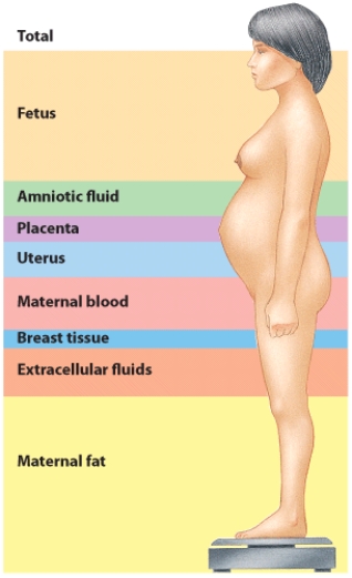 <strong>Which of the following statements regarding weight gain during pregnancy is FALSE? </strong> A) The weight of the infant at birth accounts for about 25% of the mother's weight gain during pregnancy. B) A healthy, normal-weight woman should gain 25-35 pounds during pregnancy. C) The most variable source of weight gain is in the amount of maternal fat stored. D) The mom's weight will reduce to near normal once the infant is born.