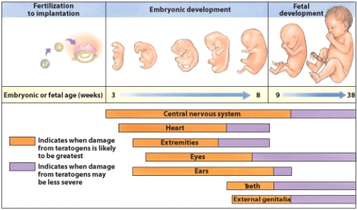 This graph illustrates embryonic/fetal development throughout pregnancy, including organ system development. Review the information provided in this graph, then respond to the following: Define the term teratogen, Why are there certain periods when damage from teratogens is likely to be greatest and other times when the damage may be less severe for a given organ system? Why do these time periods differ for different organ systems?
