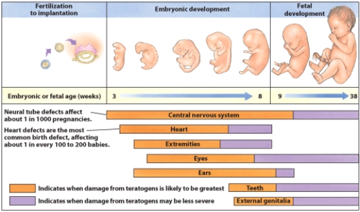 <strong>Based on the information presented in this visual, why is a folate deficiency most critical during the embryonic period? </strong> A) A folate deficiency is most critical during this period because vitamin B₁₂ tends to be low during this time. B) A folate deficiency is most critical during this period because iron stores in the mother have been depleted. C) A folate deficiency is most critical due to the rapid cell division occurring during this period. D) None of these are correct reasons.