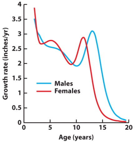 Based on the research depicted in this visual, males gain substantially more height than females do during the adolescent growth spurt.  <div style=padding-top: 35px> 