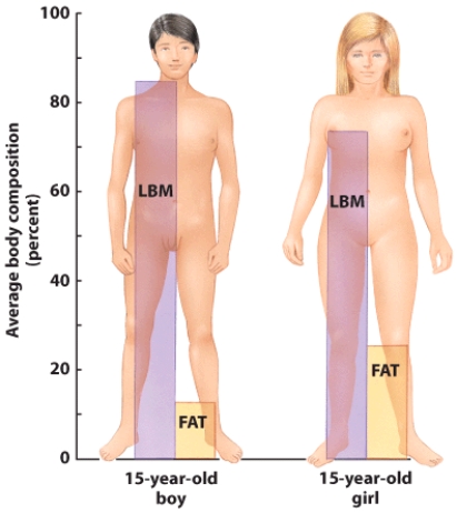Based on this visual, explain how puberty affects body composition.  <div style=padding-top: 35px> 