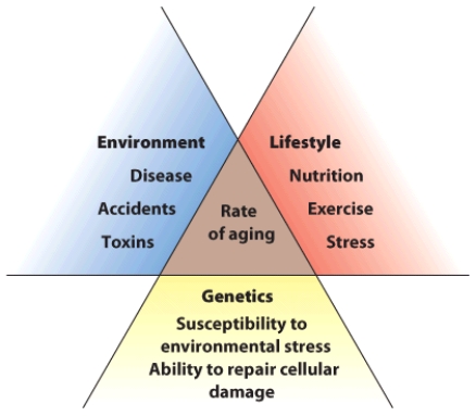 Explain how the environment, lifestyle, and genetics influence one's rate of aging.  <div style=padding-top: 35px> 