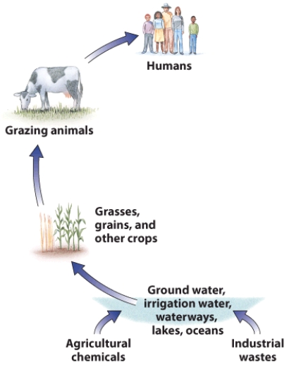 Explain how contaminants move through the food chain into our foods, as illustrated by this graphic. Answer the following in your response: where do industrial pollutants and agricultural chemicals generally enter the food supply? Why are fat-soluble contaminants so harmful to us? What is bioaccumulation? How does it occur?