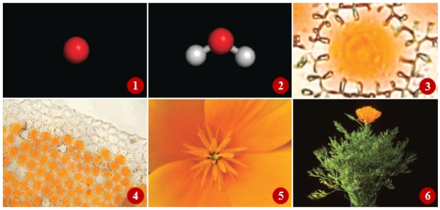 Figure 1.2 -In the accompanying figure illustrating the levels of life's organization, what is represented in frame 2?