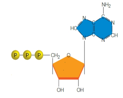 -The figure above illustrates a(n) ____.