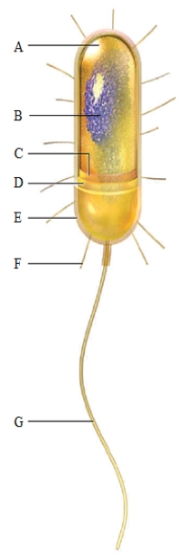 <strong>Figure 4.8 What is the structure labeled F in the accompanying figure?</strong> A) cytoplasm B) nucleoid C) plasma membrane D) capsule E) pilus