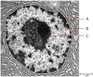 <strong>Figure 4.12 The area labeled C in the accompanying figure is ____.</strong> A) a nucleus B) chromatin C) the nuclear membrane D) a vacuole E) a nucleolus