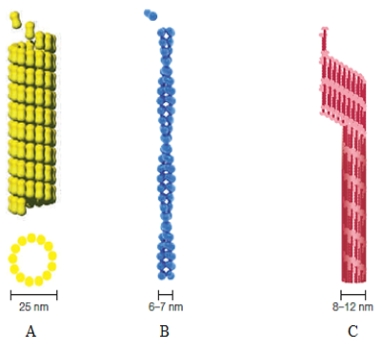 <strong>Figure 4.19 What is a main function of the structure in the accompanying figure labeled B?</strong> A) It controls cell shape. B) It separates DNA during cell division. C) It helps nerve cells lengthen. D) It is found in hair. E) It helps regulate DNA replication.