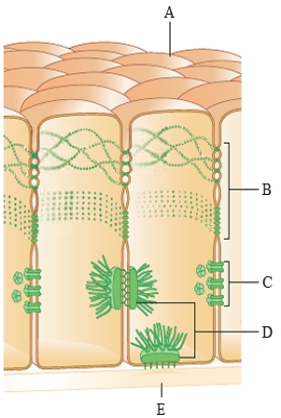 <strong>Figure 4.23A Which structure in the accompanying figure is responsible for allowing entire regions of cells to respond to a single stimulus?</strong> A) A B) B C) C D) D E) E