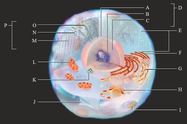 Labeling. Label the parts of the model animal cell. microtubules