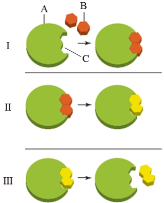 <strong>What is the item labeled B in the accompanying figure?​  </strong> A) ​The enzyme B) ​The substrate C) ​The active site D) ​The transition state E) The product​ <div style=padding-top: 35px> 