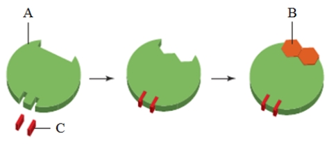<strong>  In the image above, the substance indicated as B is a(n) ____.</strong> A) ​inhibitor B) ​regulatory molecule C) ​substrate D) ​coenzyme E) cofactor​ <div style=padding-top: 35px> 