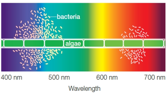 Figure 6.5B Following Questions refer to the figure above illustrating the results from Engelmann's investigation. -Englemann's experiment was designed to determine ____.