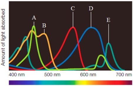 Use the figure below to match the pigments with their absorption spectra. Figure 6.5C -phycocyanobilin