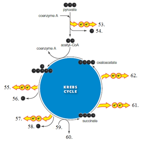 Use these molecules to label the major inputs and/or outputs of the Krebs cycle on the figure below. Figure 7.7 . -What molecule corresponds to the item labeled as 57 in the accompanying figure?