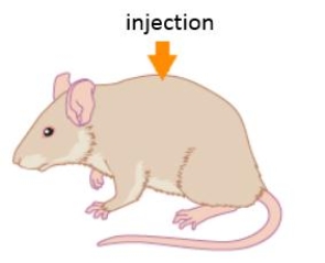 <strong>Figure 8.3 Answer the following questions about Griffith's experiments involving Streptococcus pneumoniae. If an injection to the mouse contains live R strain and heat-killed S strain Streptococcus pneumonia, ____.</strong> A) the mouse will live B) the mouse will became fatally ill and live S strain bacteria will be detected in its blood C) the mouse's blood will contain live pathogenic R strain bacteria D) the dead S strain bacteria will transform to live R strain bacteria E) DNA from the live R strain bacteria will revive the dead S strain bacteria