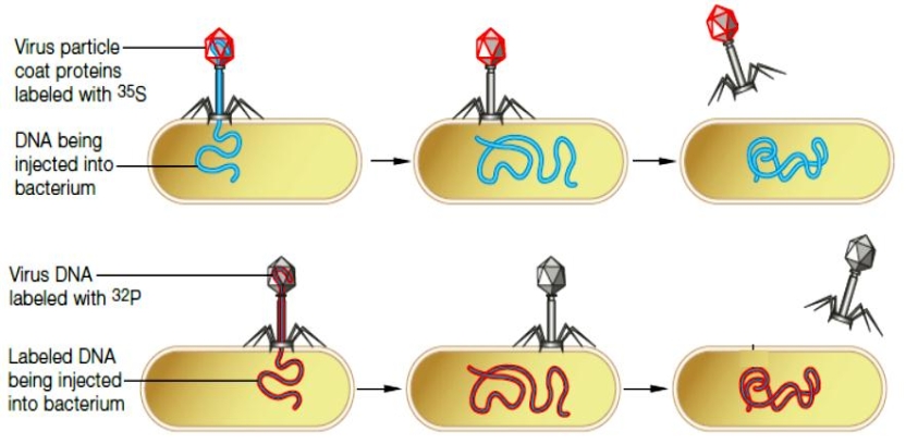 <strong>Figure 8.4 The accompanying figure represents the research of which scientist(s)?</strong> A) Delbrück B) Avery and McCarty C) Chagraff D) Luria E) Hershey and Chase