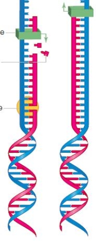 <strong>Figure 8.11. The accompanying figure best illustrates ____.</strong> A) DNA repair B) semiconservative replication C) the action of the ligases D) the binding of initiator proteins E) DNA hybridization