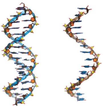 Figure 9.3 -The helix structure on the right of the above figure represents