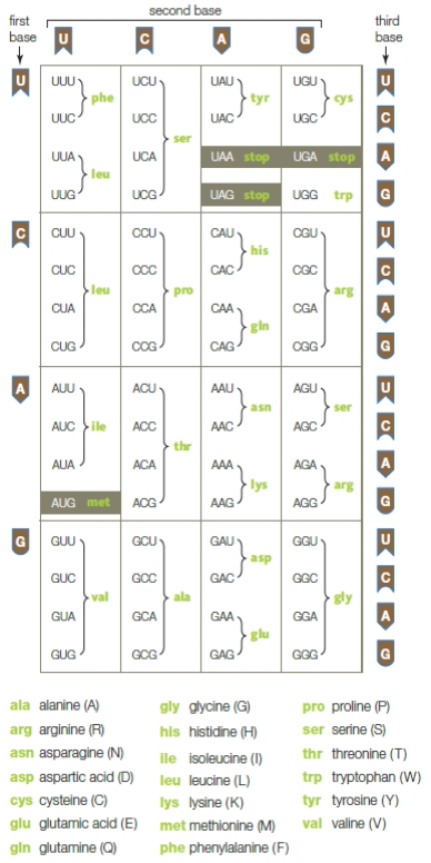 Figure 9.7 The following question refer to the codon table above. -The sequence of amino acids specified by this mRNA (AUGCGUCCA) is