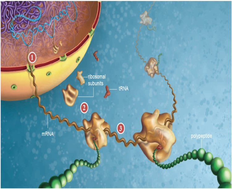 <strong>Figure 9.11   What is shown in the figure above?</strong> A) transcription in eukaryotes B) translation in prokaryotes C) translation in eukaryotes D) DNA replication E) transcription in prokaryotes <div style=padding-top: 35px> 