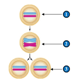 <strong>Figure 11.4   In the depiction of the cell cycle in the figure above, what does step 2 represent?</strong> A) a pair of homologous chromosomes in G1. B) two chromosomes in anaphase. C) a pair of duplicated homologous chromosomes in G2 D) the entire genome of the organism. E) a chromosome in telophase. <div style=padding-top: 35px> 