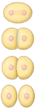 <strong>Figure 11.7   This illustration shows</strong> A) ​cytoplasmic division in a plant cell. B) ​cytokinesis viaa contractile ring mechanism. C) ​how chromosomes are dragged to the poles. D) ​chromosome condensation. E) ​an animal cell in interphase. <div style=padding-top: 35px> 