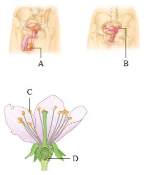 Figure 12.3 -Which letter(s) in the accompanying figure represents the anther?