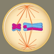 <strong>Figure 12.5 The cell in the accompanying illustration is in ____.</strong> A) prophase I. B) metaphase I. C) anaphase I. D) prophase II. E) anaphase II.