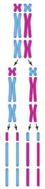 <strong>Figure 12.7 The accompanying illustration shows one possible outcome of the random alignment of homologous chromosomes at metaphase I. How many OTHER possible arrangements exist?</strong> A) none B) one C) two D) seven E) eight