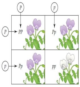 <strong>Figure 13.7 Using the accompanying illustration and the assumption that half of a plant's sperm and eggs are p and half are P, one can predict that the chance of sperm p meeting egg P at fertilization is ____.</strong> A) 50% B) 75% C) 25% D) ½ X ¼ E) 100-%