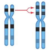 <strong>Figure 14.8 The accompanying figure represents which chromosomal change?</strong> A) inversion B) deletion C) duplication D) translocation E) aneuploidy