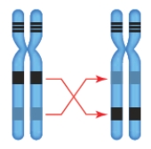 <strong> The accompanying figure represents which chromosomal change?</strong> A) inversion B) deletion C) duplication D) translocation E) aneuploidy