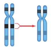 <strong> A chromosome's gene sequence that was ABCDEFG before modification and ABCDCDEFG afterward is an example of</strong> A) inversion. B) deletion. C) duplication. D) translocation. E) aneuploidy.