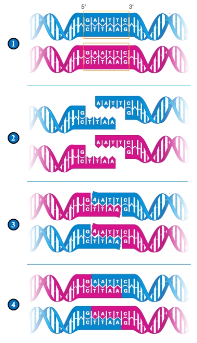 <strong>Figure 15.2 The following questionsrefer to the figure above illustrating the initial steps in the formation of recombinant DNA. In panel 4, the base-paired DNA fragments are joined together with ____.</strong> A) DNA polymerase B) RNA polymerase C) reverse transcriptase D) DNA ligase E) restriction endonuclease