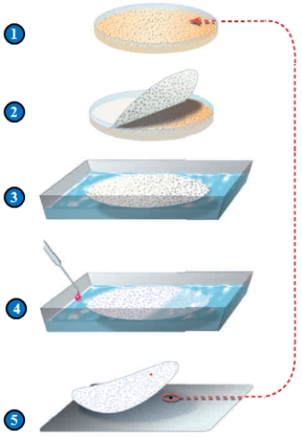 <strong>Figure 15.5 In step 2 (above) in the identification of the colony that contains a targeted gene, ____.</strong> A) bacterial cells are cloned B) bacterial colonies are transferred C) bacterial cells are ruptured D) DNA is lysed E) cells with the targeted gene are identified
