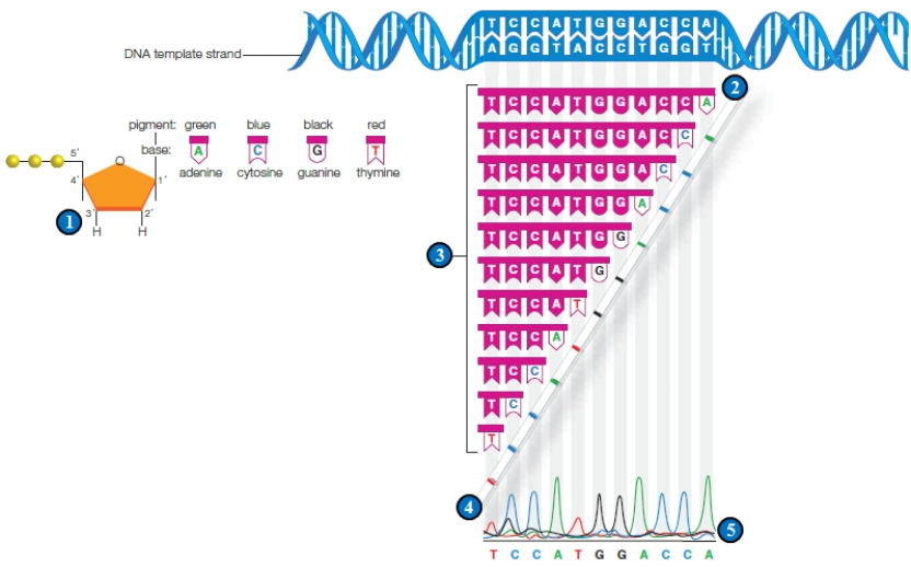 <strong>Figure 15.7 The accompanying figure illustrates ____.</strong> A) the production of recombinant DNA B) probing for transferred genes C) DNA fingerprinting D) DNAsequencing E) producing radioactive probes