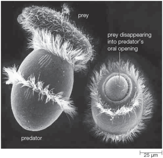 <strong>Figure 21.11 The organism in the accompanying figure belongs to which group?</strong> A) excavates B) alveolates C) stramenopiles D) green algae E) rhizarians